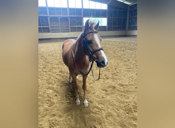 Deutsches Reitpony, Wallach, 7 Jahre, 138 cm, Fuchs