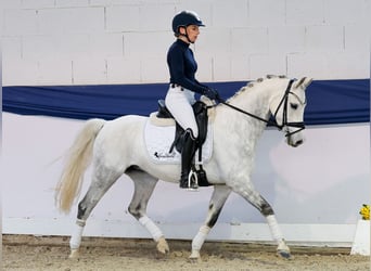 Deutsches Reitpony, Wallach, 7 Jahre, 138 cm, Schimmel