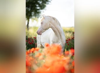 Deutsches Reitpony, Wallach, 7 Jahre, 142 cm, Cremello