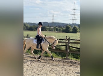 Deutsches Reitpony, Wallach, 7 Jahre, 142 cm, Cremello