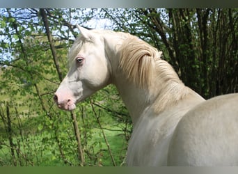 Deutsches Reitpony, Wallach, 7 Jahre, 142 cm, Cremello