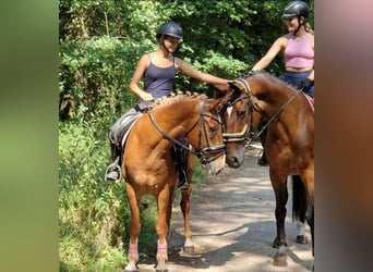 Deutsches Reitpony Mix, Wallach, 7 Jahre, 142 cm, Fuchs