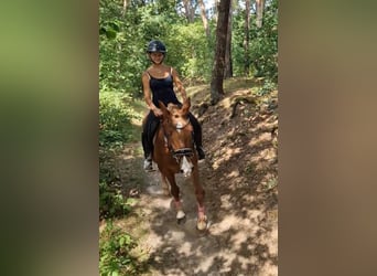 Deutsches Reitpony Mix, Wallach, 7 Jahre, 142 cm, Fuchs