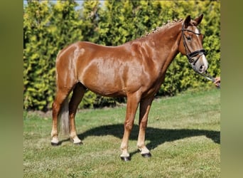 Deutsches Reitpony Mix, Wallach, 7 Jahre, 142 cm, Fuchs