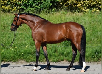 Deutsches Reitpony, Wallach, 7 Jahre, 143 cm, Brauner