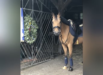 Deutsches Reitpony, Wallach, 7 Jahre, 143 cm, Buckskin