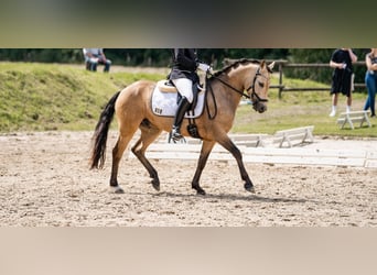 Deutsches Reitpony, Wallach, 7 Jahre, 143 cm, Falbe