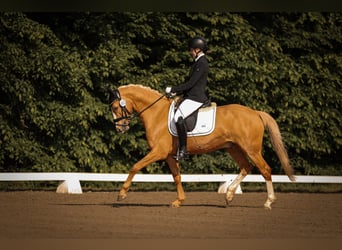 Deutsches Reitpony, Wallach, 7 Jahre, 143 cm, Palomino Deutsches Reitpony, Wallach, 7 Jahre, 143 cm, Palomino