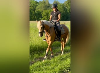 Deutsches Reitpony, Wallach, 7 Jahre, 143 cm, Palomino Deutsches Reitpony, Wallach, 7 Jahre, 143 cm, Palomino