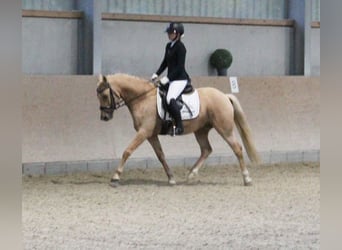 Deutsches Reitpony, Wallach, 7 Jahre, 144 cm, Palomino