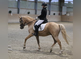 Deutsches Reitpony, Wallach, 7 Jahre, 144 cm, Palomino