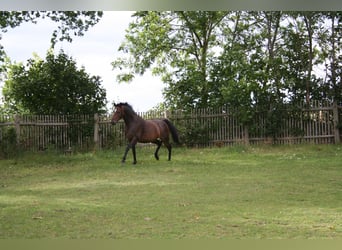 Deutsches Reitpony, Wallach, 7 Jahre, 145 cm, Brauner
