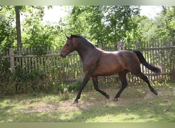 Deutsches Reitpony, Wallach, 7 Jahre, 145 cm, Brauner