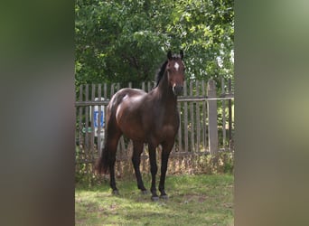 Deutsches Reitpony, Wallach, 7 Jahre, 145 cm, Brauner