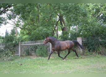 Deutsches Reitpony, Wallach, 7 Jahre, 145 cm, Brauner