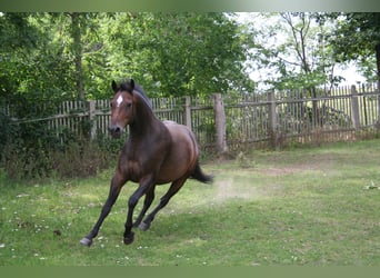 Deutsches Reitpony, Wallach, 7 Jahre, 145 cm, Brauner
