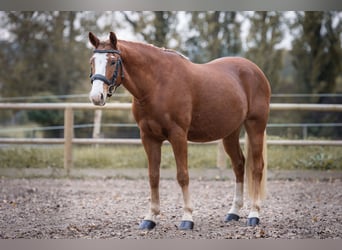 Deutsches Reitpony, Wallach, 7 Jahre, 145 cm, Fuchs