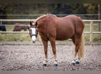 Deutsches Reitpony, Wallach, 7 Jahre, 145 cm, Fuchs