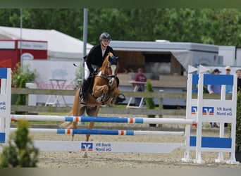 Deutsches Reitpony, Wallach, 7 Jahre, 145 cm, Fuchs