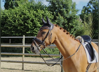 Deutsches Reitpony, Wallach, 7 Jahre, 145 cm, Red Dun