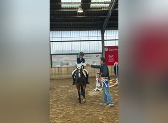 Deutsches Reitpony, Wallach, 7 Jahre, 146 cm, Brauner