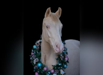 Deutsches Reitpony, Wallach, 7 Jahre, 146 cm, Cremello
