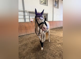 Deutsches Reitpony, Wallach, 7 Jahre, 146 cm, Cremello