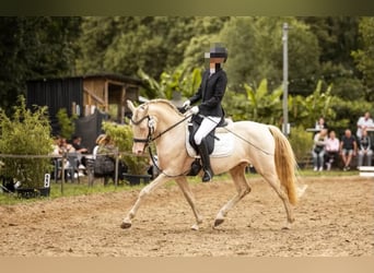 Deutsches Reitpony, Wallach, 7 Jahre, 146 cm, Cremello