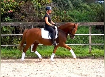Deutsches Reitpony, Wallach, 7 Jahre, 146 cm, Fuchs