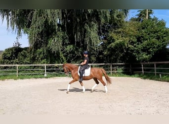 Deutsches Reitpony, Wallach, 7 Jahre, 146 cm, Fuchs