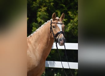Deutsches Reitpony, Wallach, 7 Jahre, 146 cm, Palomino