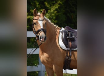 Deutsches Reitpony, Wallach, 7 Jahre, 146 cm, Palomino