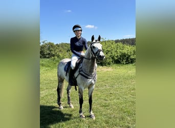 Deutsches Reitpony, Wallach, 7 Jahre, 146 cm, Schimmel