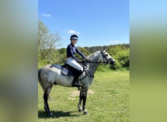 Deutsches Reitpony, Wallach, 7 Jahre, 146 cm, Schimmel