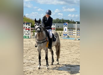 Deutsches Reitpony, Wallach, 7 Jahre, 146 cm, Schimmel