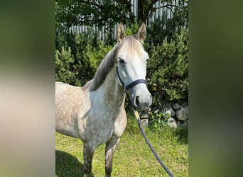 Deutsches Reitpony, Wallach, 7 Jahre, 146 cm, Schimmel