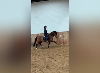 Deutsches Reitpony, Wallach, 7 Jahre, 147 cm, Brauner