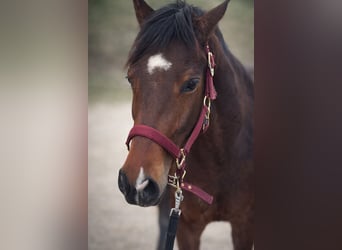 Deutsches Reitpony, Wallach, 7 Jahre, 147 cm, Brauner