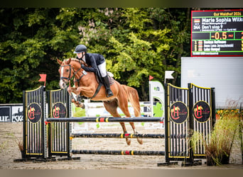 Deutsches Reitpony, Wallach, 7 Jahre, 147 cm, Fuchs