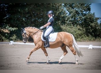 Deutsches Reitpony, Wallach, 7 Jahre, 147 cm, Palomino