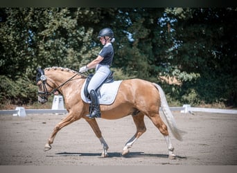 Deutsches Reitpony, Wallach, 7 Jahre, 147 cm, Palomino