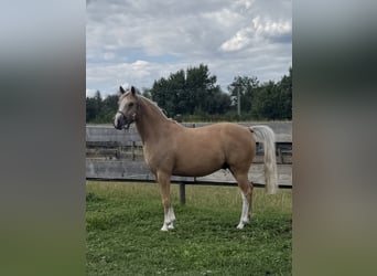 Deutsches Reitpony, Wallach, 7 Jahre, 147 cm, Palomino