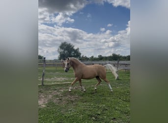 Deutsches Reitpony, Wallach, 7 Jahre, 147 cm, Palomino