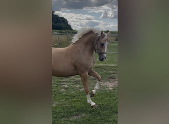 Deutsches Reitpony, Wallach, 7 Jahre, 147 cm, Palomino