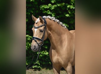Deutsches Reitpony, Wallach, 7 Jahre, 147 cm, Palomino