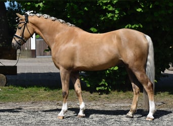 Deutsches Reitpony, Wallach, 7 Jahre, 147 cm, Palomino