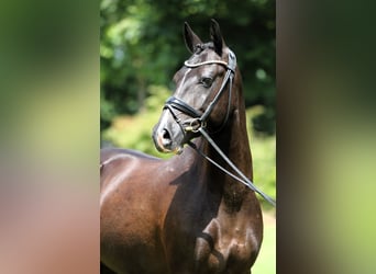 Deutsches Reitpony, Wallach, 7 Jahre, 147 cm, Rappe