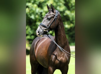 Deutsches Reitpony, Wallach, 7 Jahre, 147 cm, Rappe
