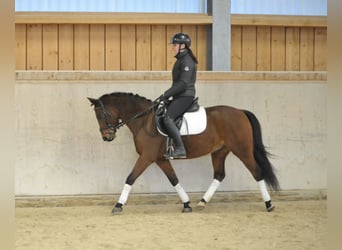 Deutsches Reitpony, Wallach, 7 Jahre, 148 cm, Brauner