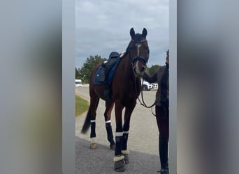 Deutsches Reitpony, Wallach, 7 Jahre, 148 cm, Brauner